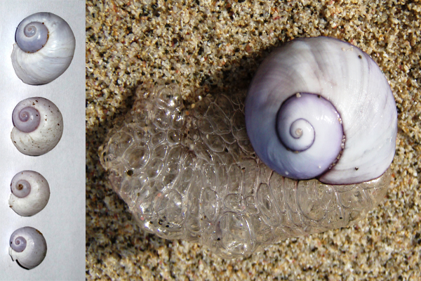 Purple-Snail.jpg