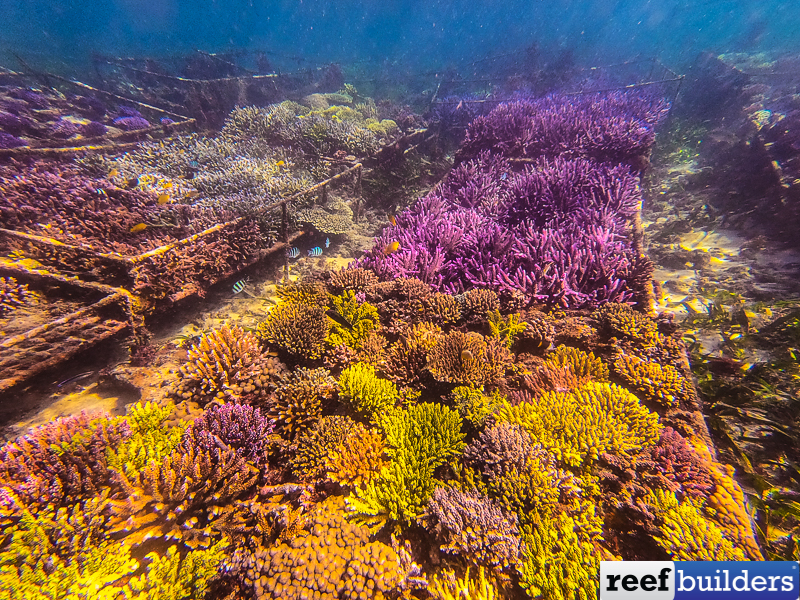 reefbuilders.com