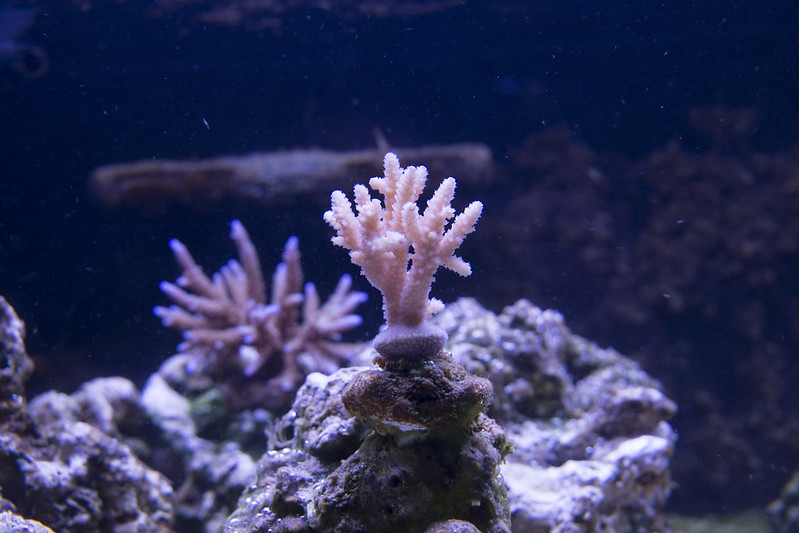 40162012242_33c12cd39d_c.jpg
