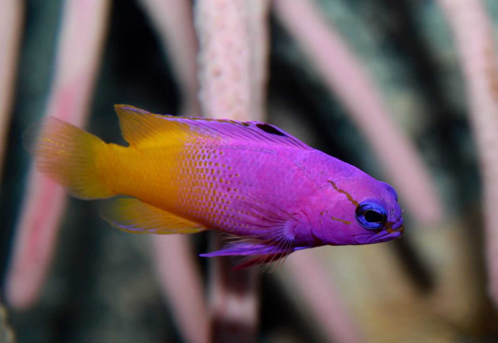 www.aquariumsource.com