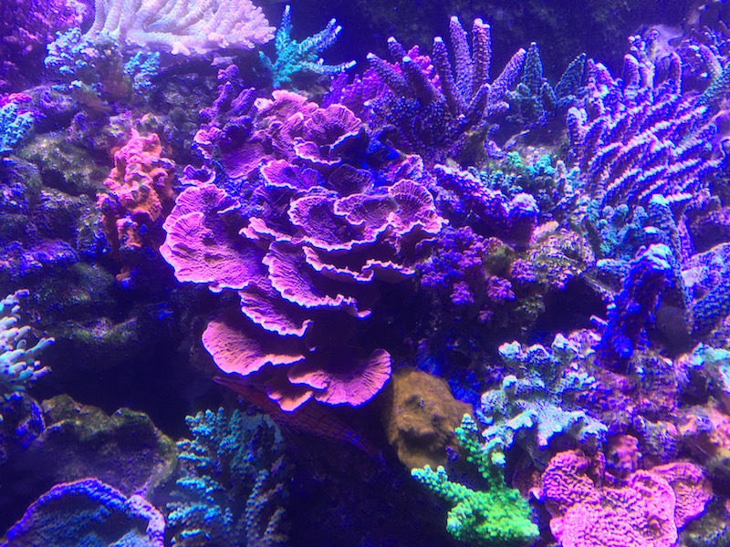 reefbuilders.com
