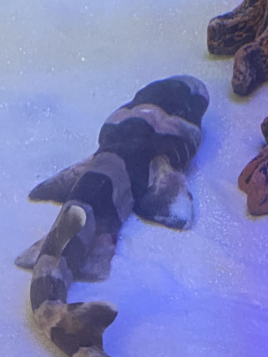 SHARK 2.jpeg