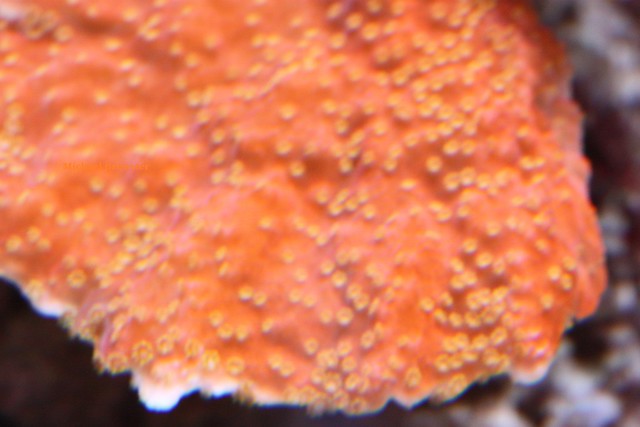 14015561323_3113bb4705_z.jpg