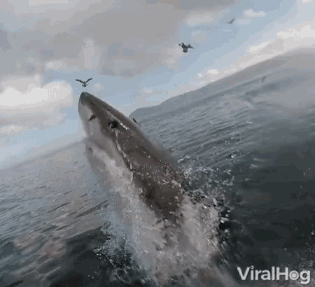 shark-jumping.gif