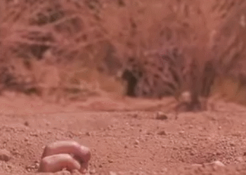 Survive hank GIF - Find on GIFER