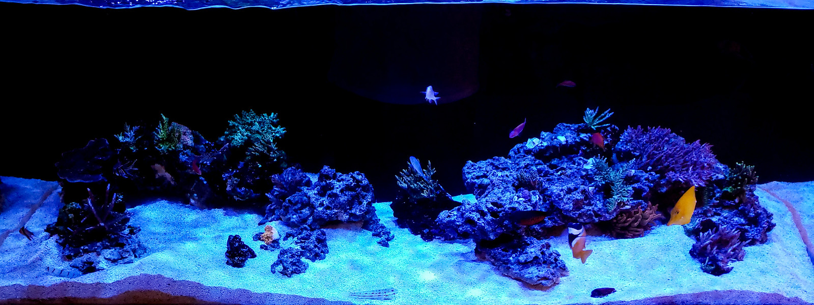49534666451_caf9bf250c_h.jpg