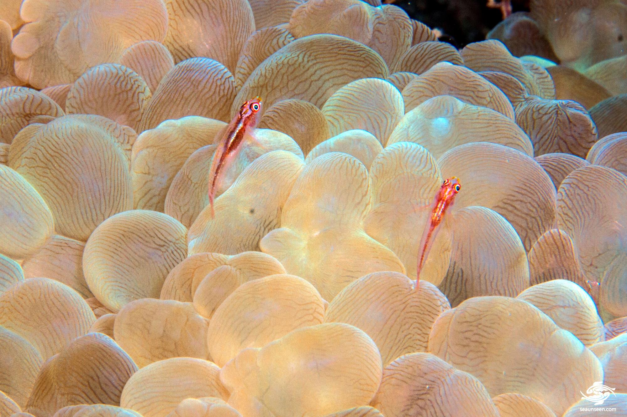 Mozambique Ghost Goby (Pleurosicya mossambica) also known as the Common Ghost Goby, the Toothy Goby and the Many-host Goby on Bubble Coral