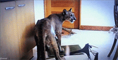 big cat GIF