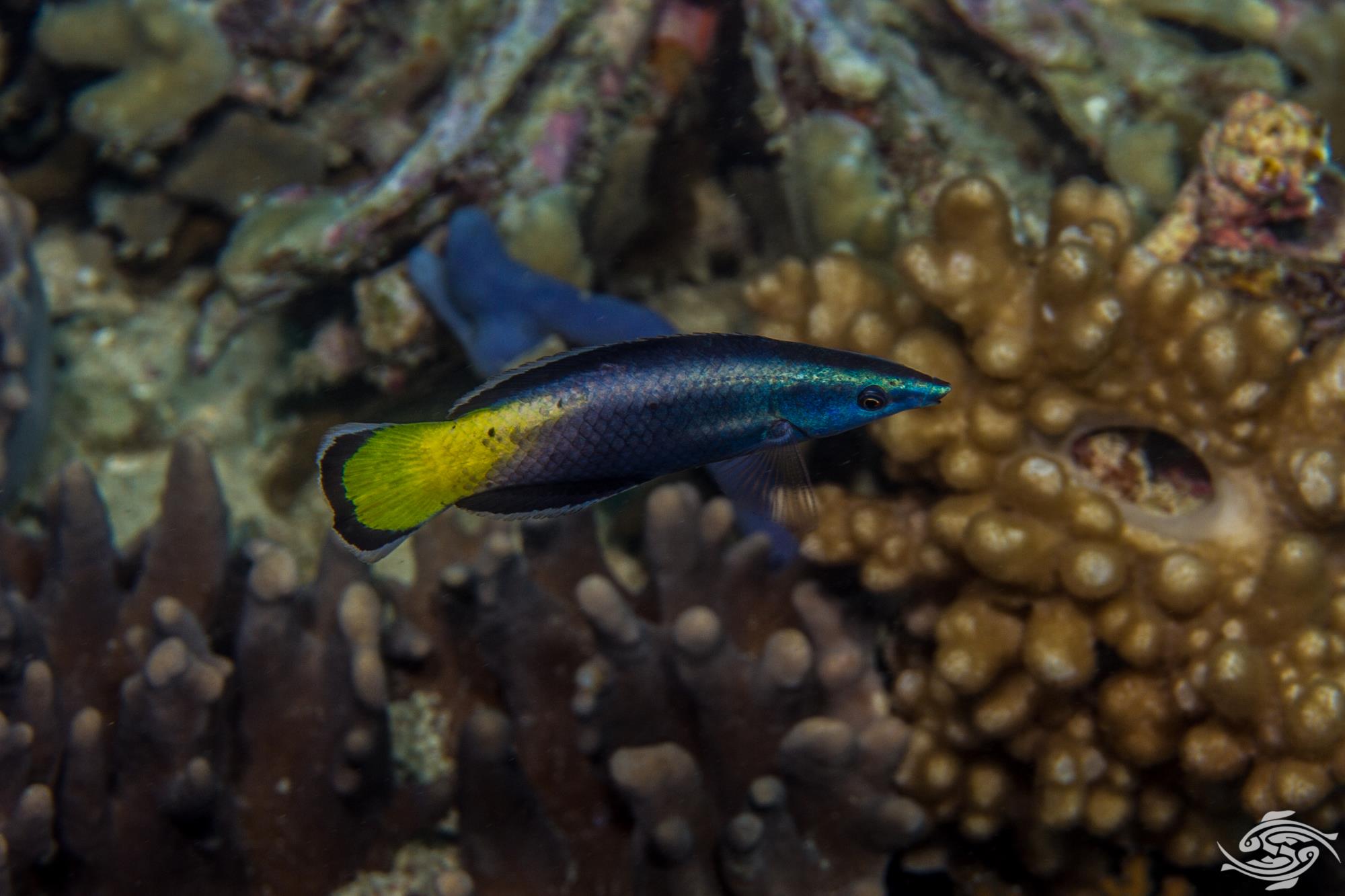 seaunseen.com