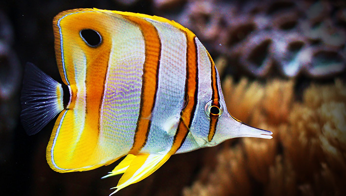 reefbuilders.com