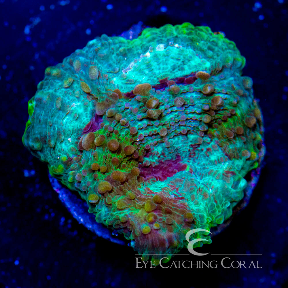 www.oceansgarden.com