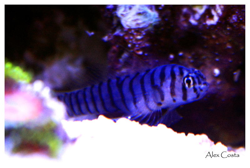 43564969934_1637b95ce3_c.jpg