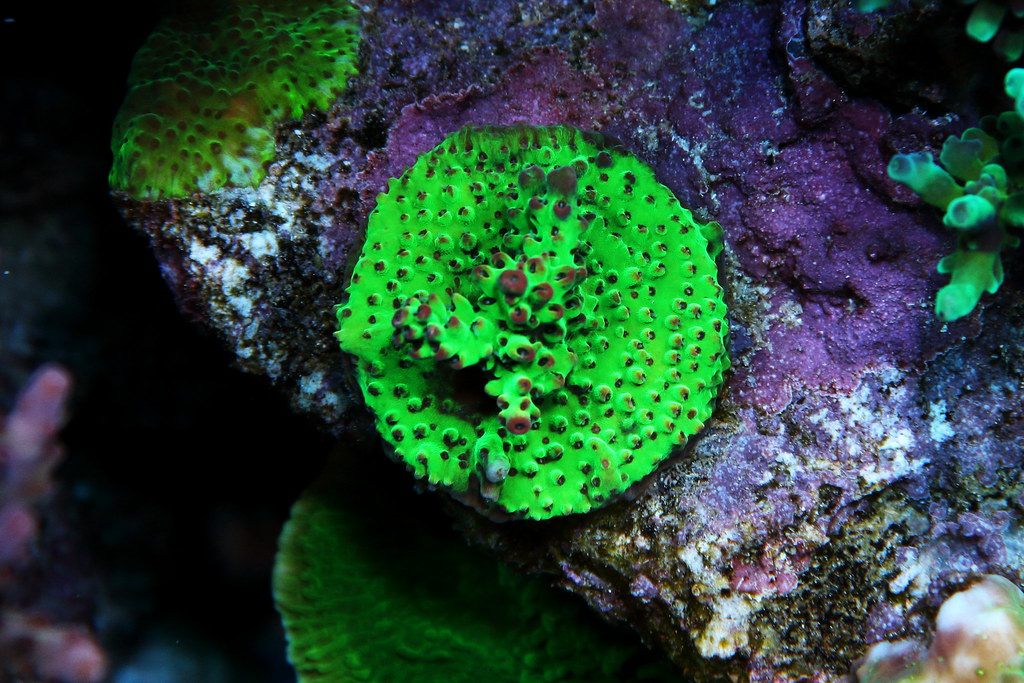 45805592502_025711688e_b.jpg