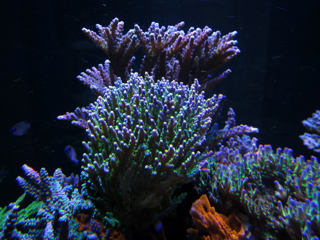 20409108858_2a54436d18_o.jpg