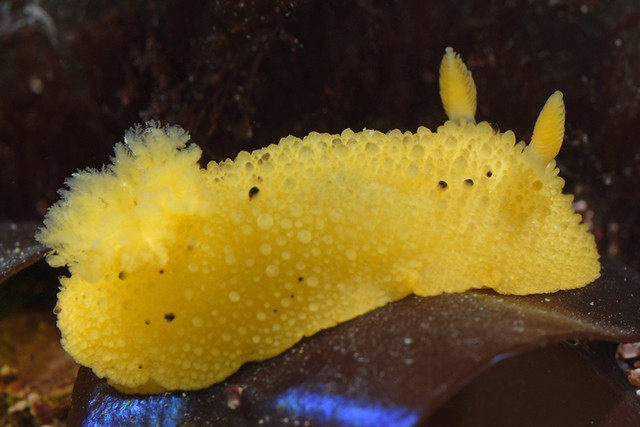 Doris montereyensis - Monterey Sea-lemon | Found at Scott Cr… | Flickr