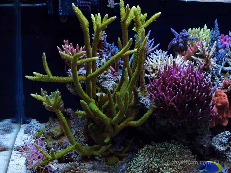 Nov092008Tankpic13-copy.jpg