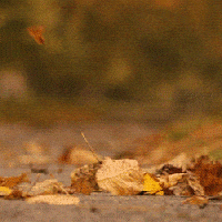 autumn leaves GIF