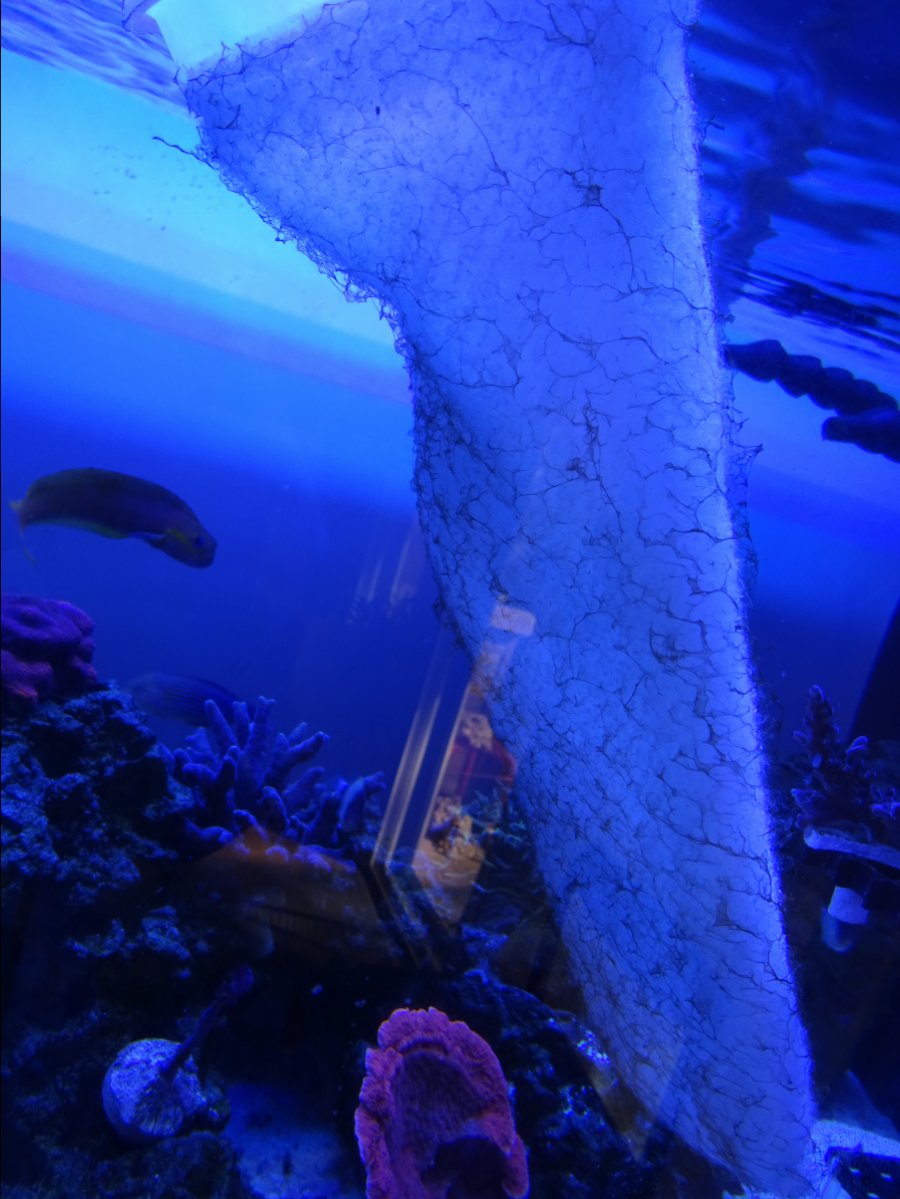 dsc00950-jpg.879946