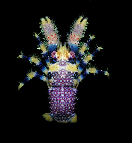 featuredcreature.com