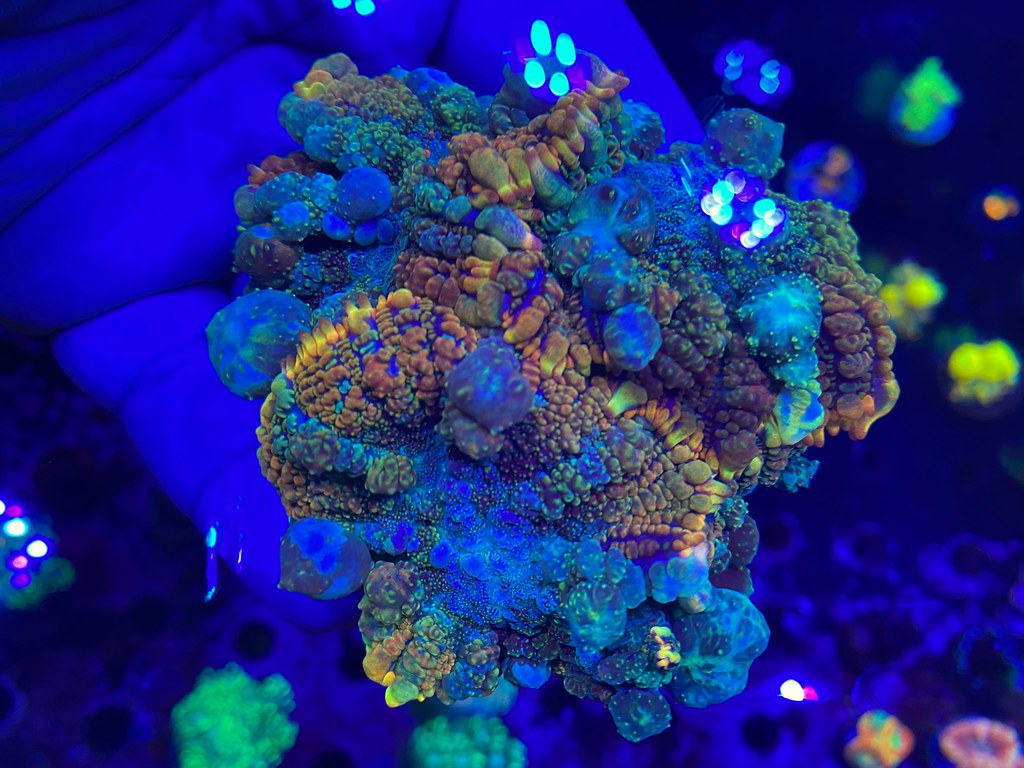 51191232560_56894a5c71_b.jpg