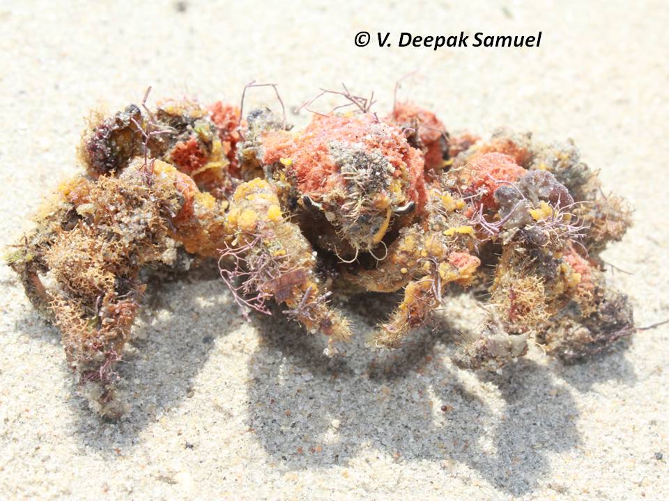 decorator-crabs-2.jpg
