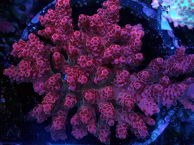 33926529040_cb6f6ec90e_z.jpg