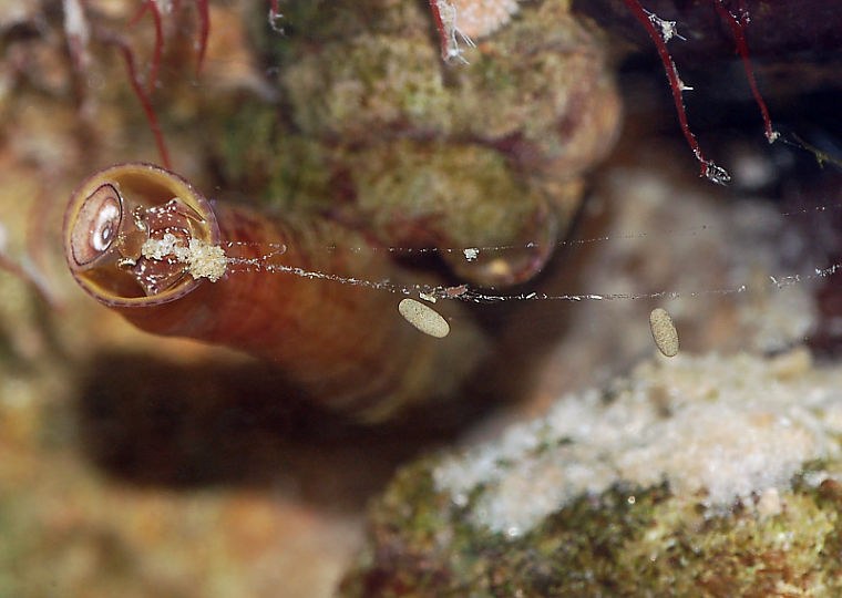 reefs.com