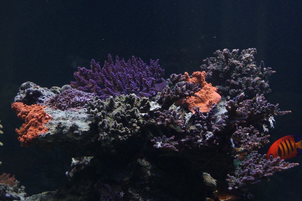 44127867960_8e3a59212b_b.jpg
