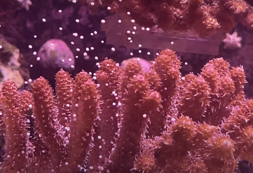 reefbuilders.com