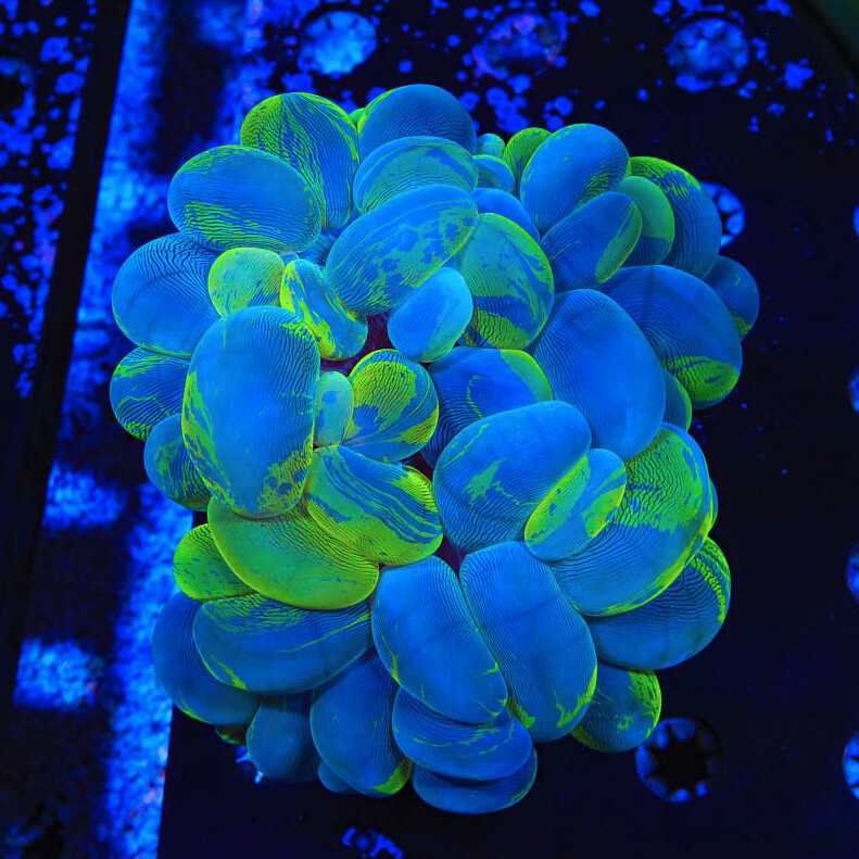 53136728191_a55f86c25f_c.jpg