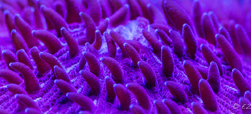 13991847770_7d88d318a5_c.jpg