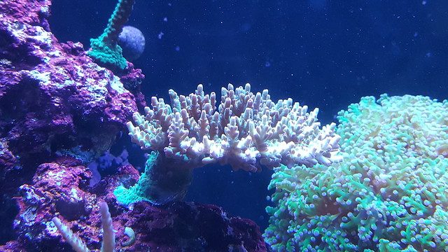 41689242024_f2438ff61c_z.jpg