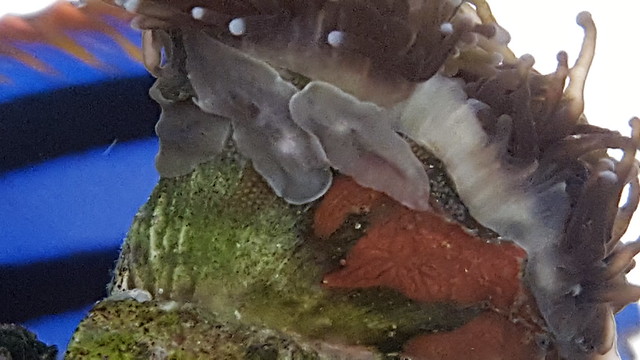 33398081476_19b1823e10_z.jpg