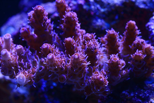 33990761733_d0a14cb1fa.jpg
