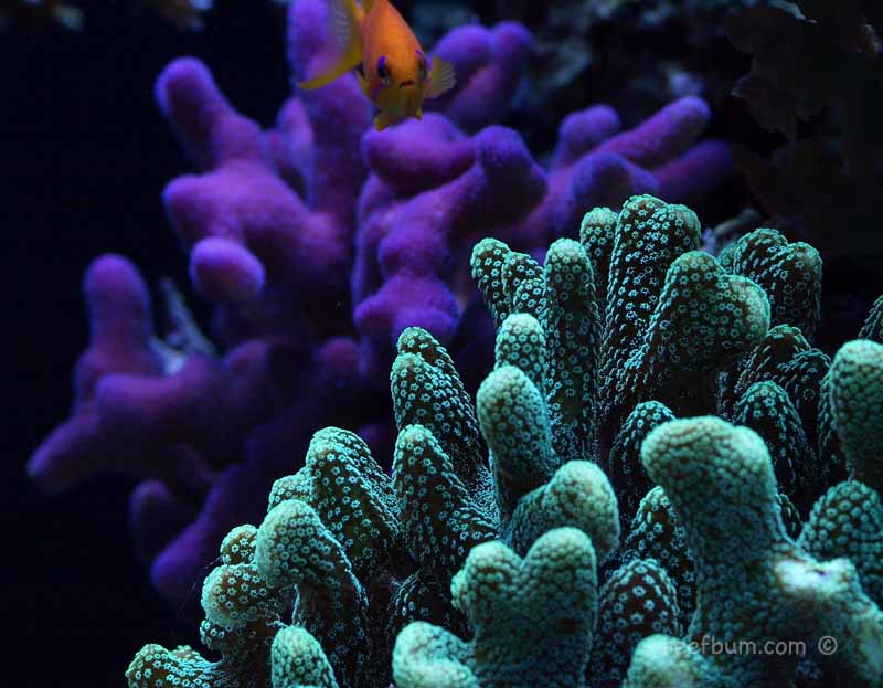 Oct-29-2011-Tankpic15.jpg