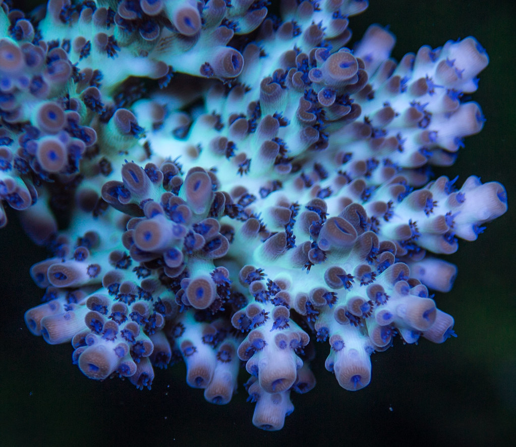 21787176793_08e35e19ff_b.jpg