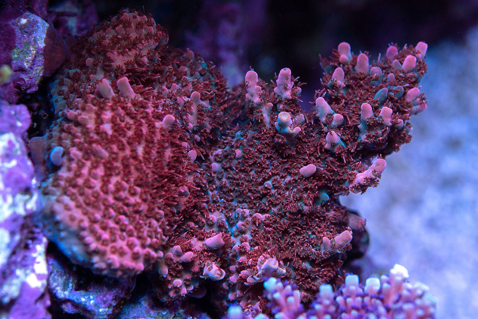 49717290963_7f719c9a76_h.jpg