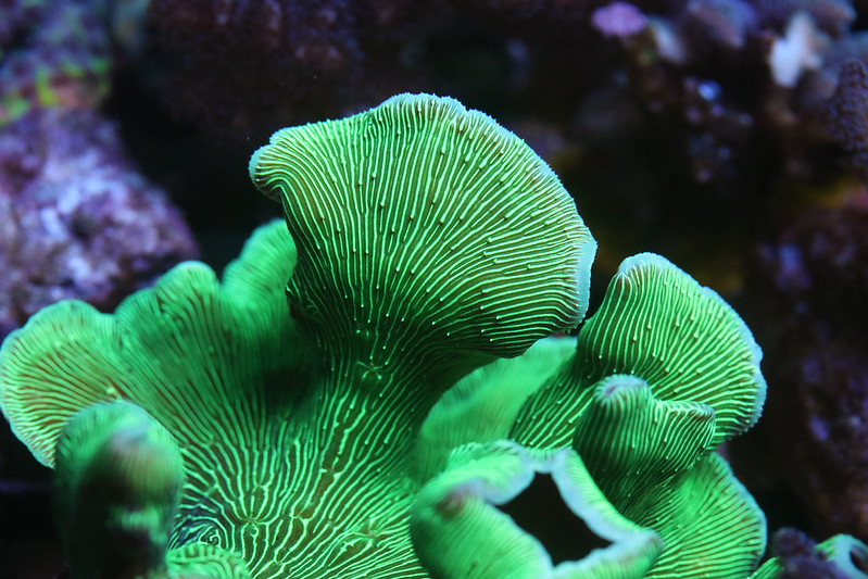 29616018150_2f90e0fa02_c.jpg
