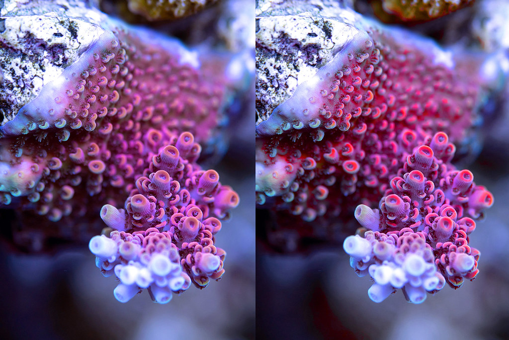 46908774464_bc83d2530f_b.jpg