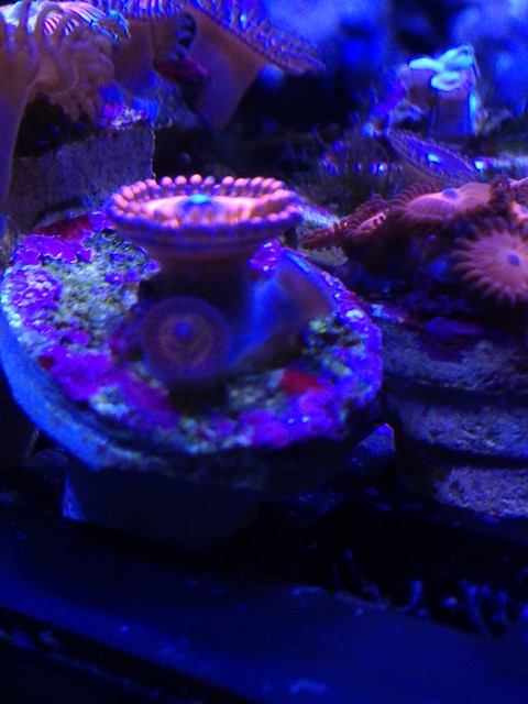 14153344269_5de6b294a0_z.jpg