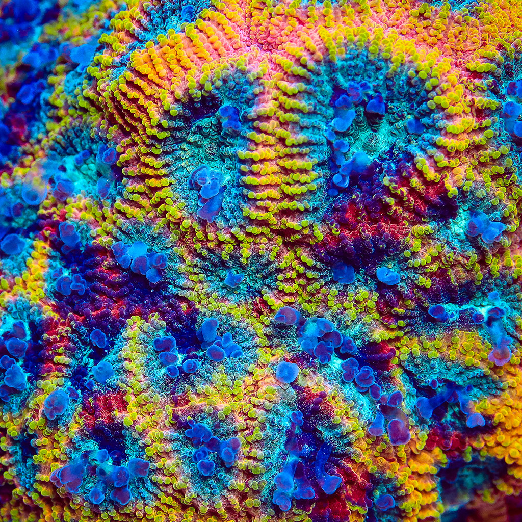 51930771109_c749df1c09_b.jpg