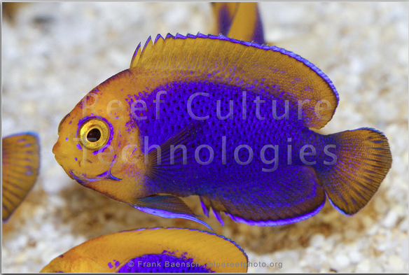 reefbuilders.com