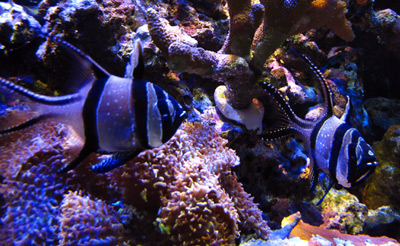 reefbuilders.com