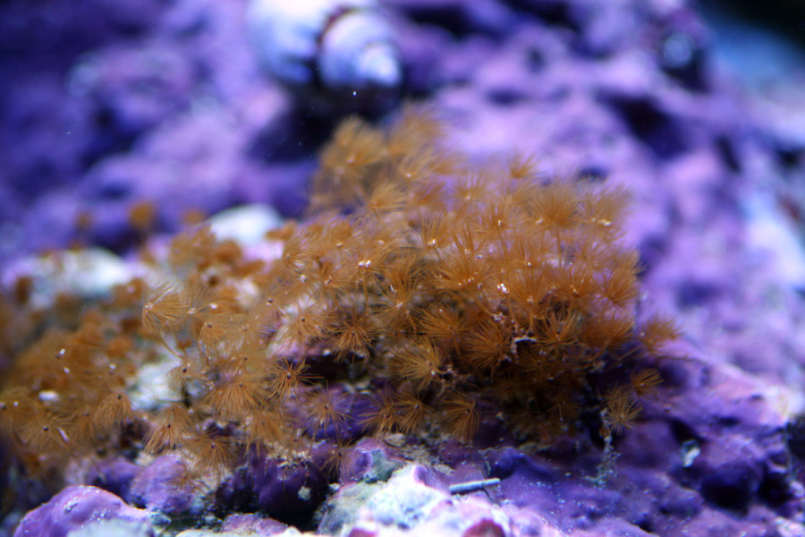 reefs.com