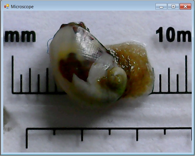 snail.jpg