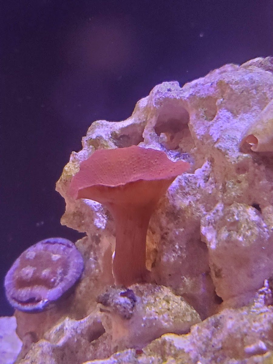 shroom-1.jpg