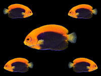 reefs.com