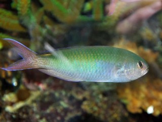 damsel28-jpg.819240