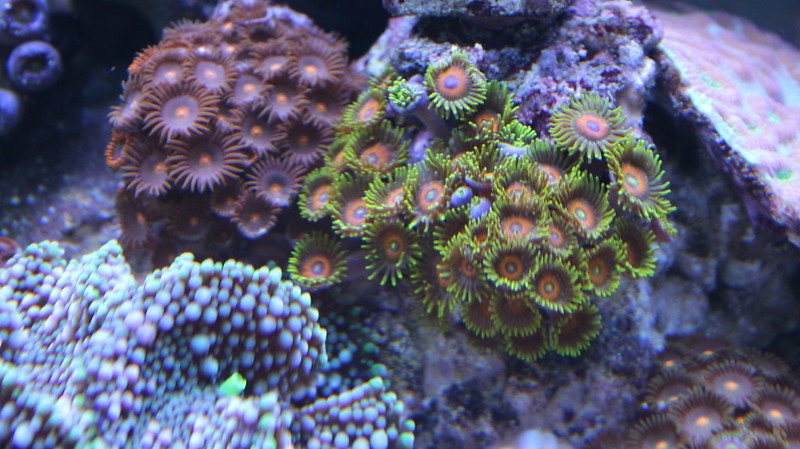 15700884039_c8e8cbc16e_c.jpg