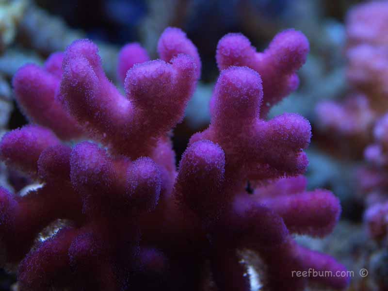 Dec202008Tankpic7.jpg